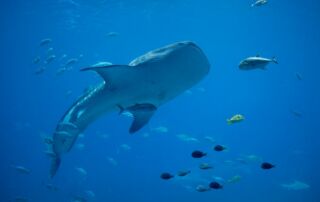 Baleines crypto De quoi parle-t-on exactement - -canva